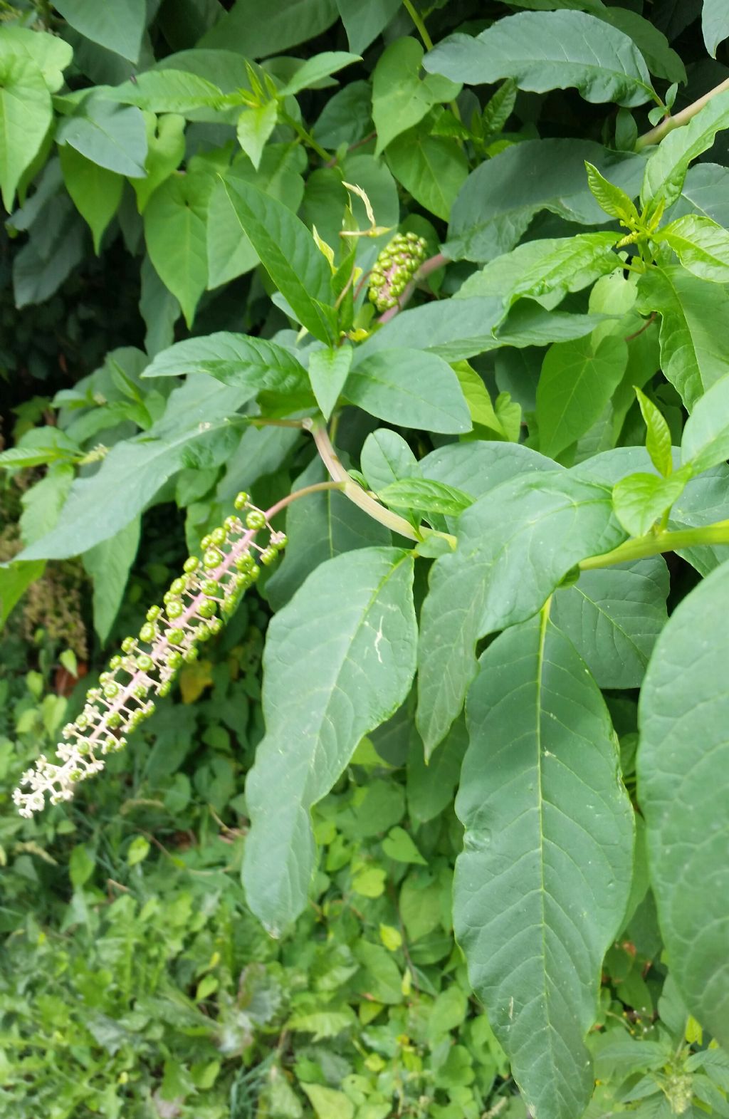 Phytolacca americana